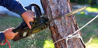 Why Choose Our Tree Removal Services in Santa Fe Springs, CA?