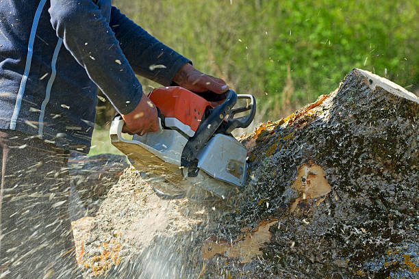 Santa Fe Springs, CA  Tree Services Company